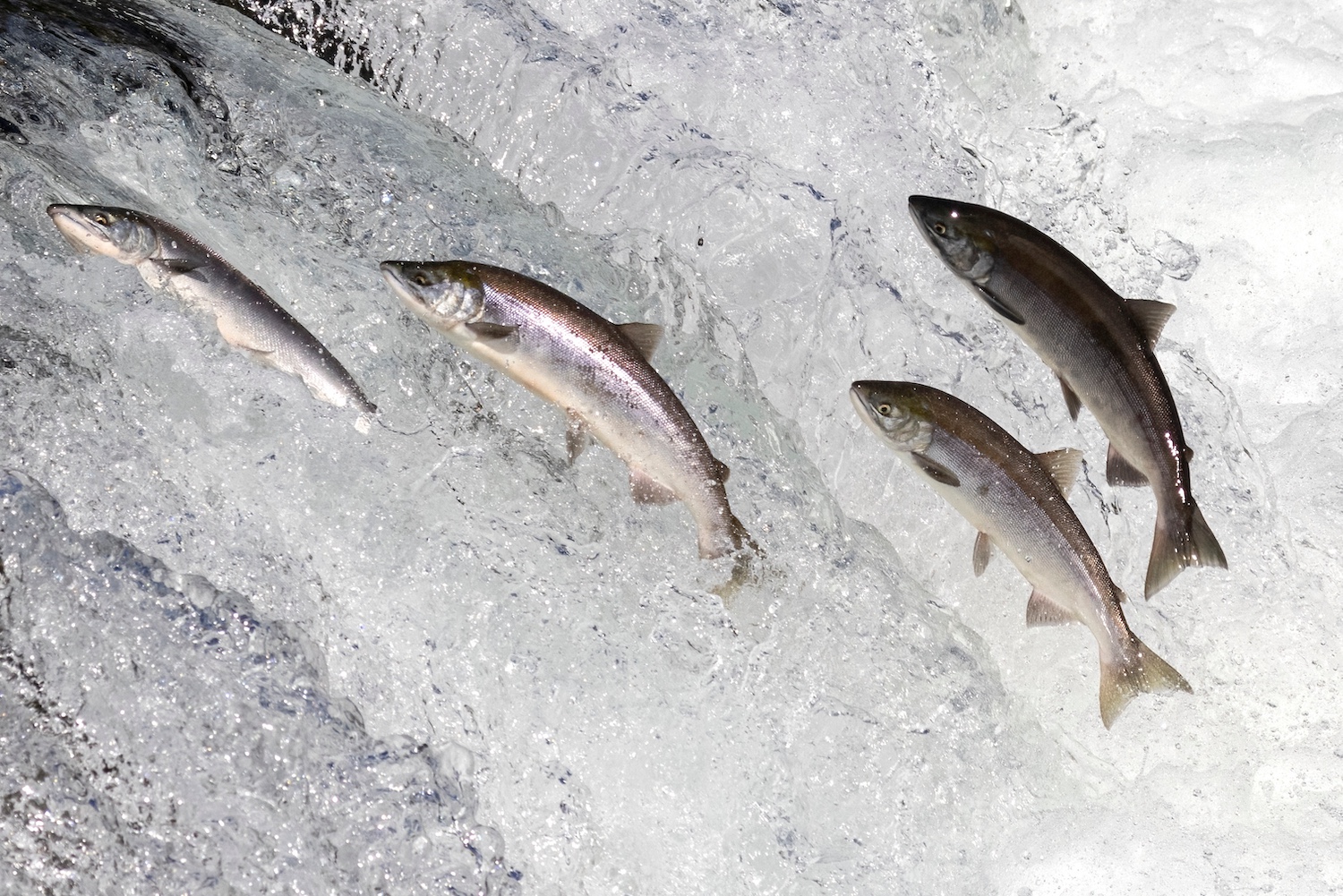 앵커리지 및 알래스카 남중부 연어 조황 소식 · Alaska's July Fish Run Report: Sockeye ...